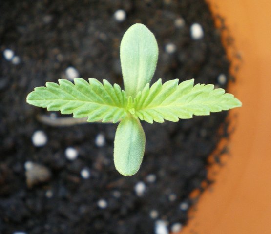 TheFishShit's tweet photo. "Great things are done by a series of small things brought together." Guess that means, Step 1: Buy FishSh!t
.
.
.
.
.
  
#fishshit
#fishheadfarms
#cannabiscultivation
#MondayMotivation
#masscannabis
#growyourown 
#knowyourgrow
#indoorgrow
#growtrees
#cannabisgardens
#homegrown https://t.co/InEboXeoho