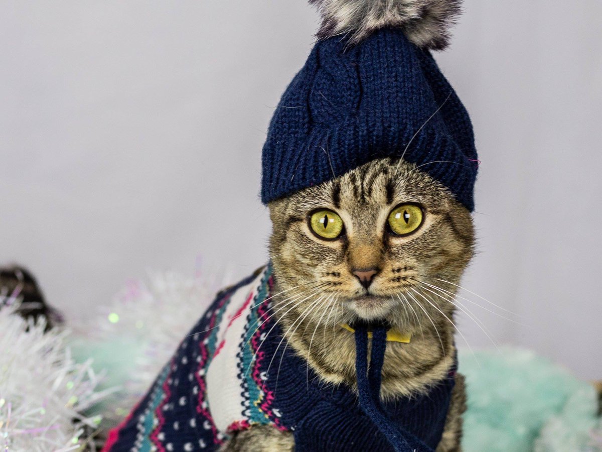 A_Oberlander's tweet photo. What?? More holiday kitties? Indeed! The CMPD Animal Shelter has a goodly supply! #acckitties @CMPD_ACC https://t.co/0XaOdSGtSy