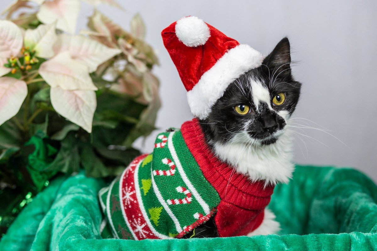 A_Oberlander's tweet photo. Making all your holiday hopes come true... just a few more CMPD festive kitties, looking to warm your heart and hearth! #acckitties @CMPD_ACC https://t.co/Vmdb5Xs7Mj