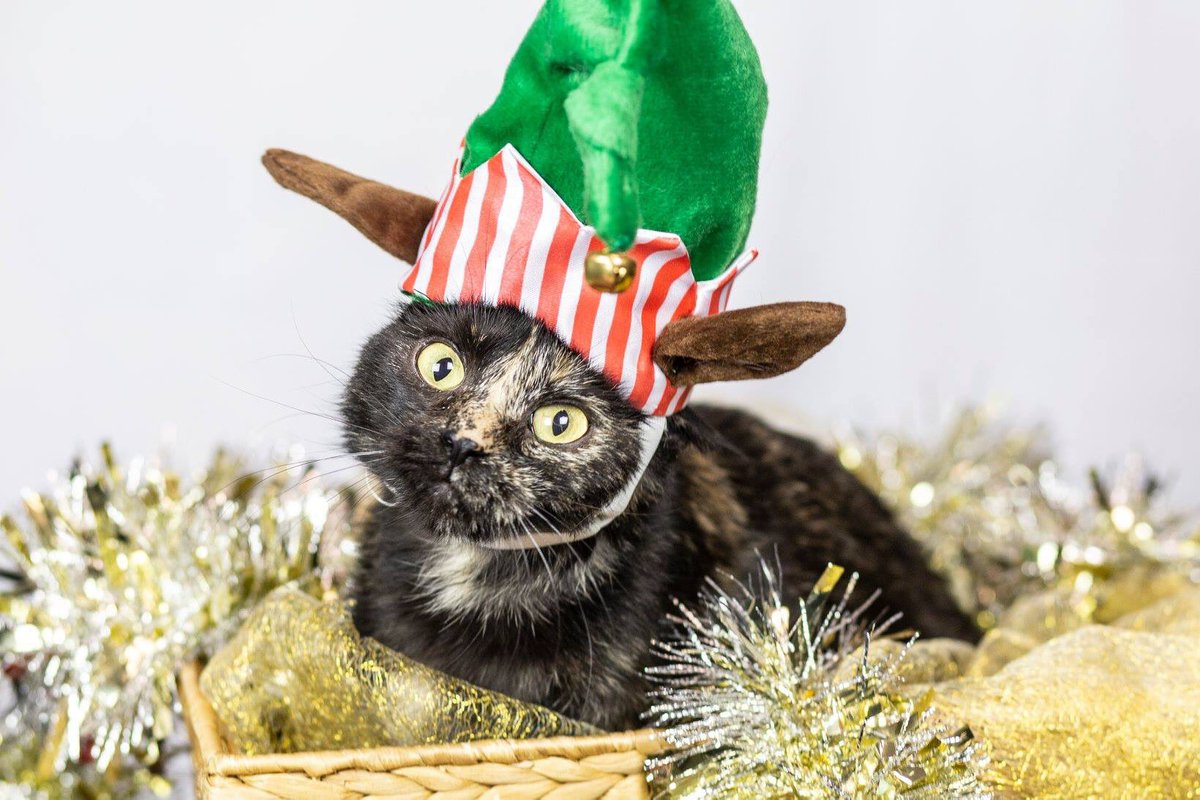 A_Oberlander's tweet photo. Making all your holiday hopes come true... just a few more CMPD festive kitties, looking to warm your heart and hearth! #acckitties @CMPD_ACC https://t.co/Vmdb5Xs7Mj