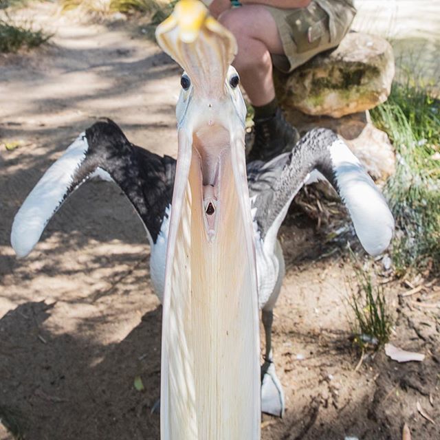 I think it’s fair to say that Mr Percival wasn’t that happy to meet me
.
.
#pelican #zoo #adelaidezoo #mrpercival #stormboy #hungrypelican #angrybird #bigmouth #adelaide #southaustralia ift.tt/2Q9dDA0