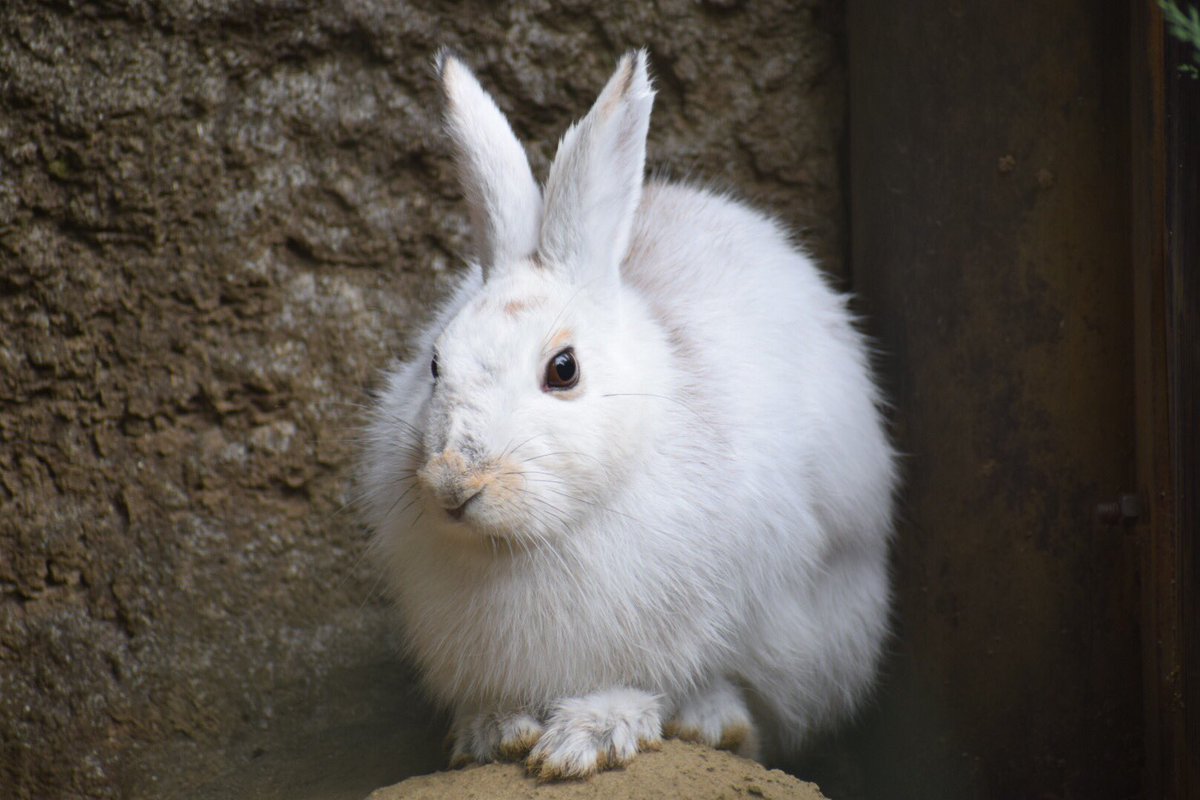 Japanesehare Twitter Search