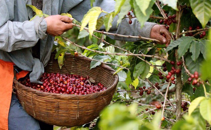 plainedaromes's tweet photo. Recette d'un Bon Café : Respect et Soin apportés aux Terroirs + Expertise et Qualité du Travail Humain #cafedespecialité #cafebio torréfiés en France, exclusifs créés pour vous!!
#maplanetededemain #savoirfaireartisanal #torrefactionfrancaise #engagmentsocietal https://t.co/tZPA4u2VW8