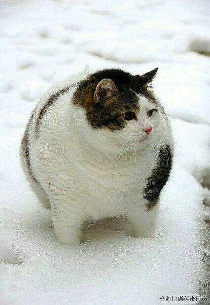 Cat story tweet media