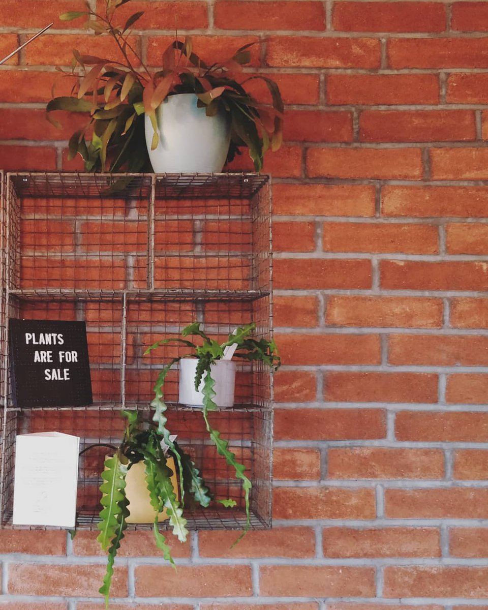 Happy Monday! More <a href="/geo_fleur/">John Joe James</a> plants have arrived. Pop in to get your fix of coffee and plants. ☕🌱🌿 #houseofkoko #indiecoffeeshop #plantsmakepeoplehappy #plants #coffee #supportsmallbusiness #independentcoffeeshop