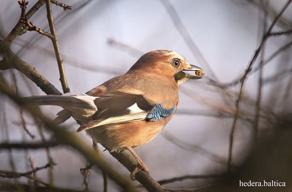 WalesWildlife's tweet photo. Bird of the Week, No 138
Raucous Jay screeching common in our woods just now. Easy to hear; less easy to see, omnivorous Jays are renowned for squirrel-like burying of acorns in autumn, a major facilitator of natural regeneration of oak woodland..... https://t.co/doQM7fJK08