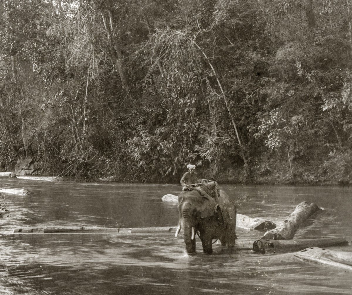 Superdecking's tweet image. A large volume of teak logs did not attract bids at the November auction. SG4, 32 H.ton unbid, SG5, 43 H.ton unbid, SG6, 22 H.ton and SG7, 1,334 H.ton. The reason reported for the lack of bids was the poor quality of logs