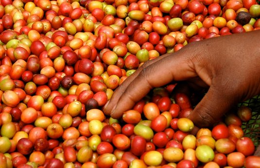 Newhorizonrw's tweet photo. #Rwanda has recently developed a tourist industry surrounding its #coffee and tea production. Visit the Kinunu Coffee #WashingStation near the lakeside town of Gisenyi, and sample some of Rwanda’s best #coffee while learning all about the process from the bean to the cup. https://t.co/3L7my00a7S