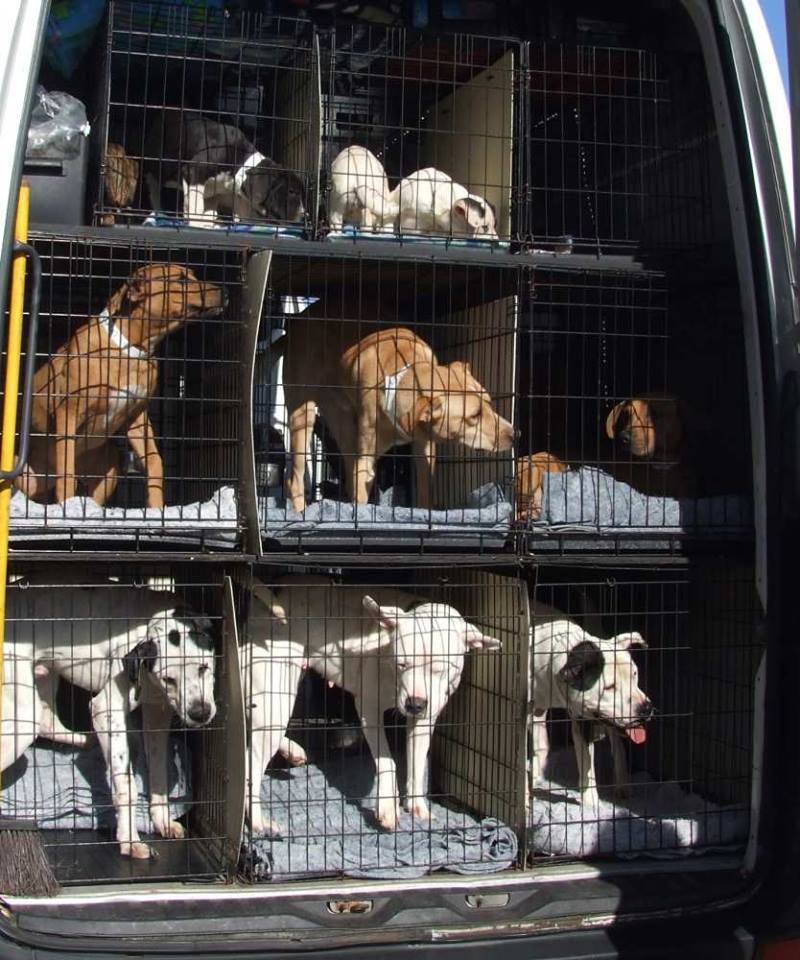 NE Animal Shelter on Twitter: NE Animal Shelter on Twitter: