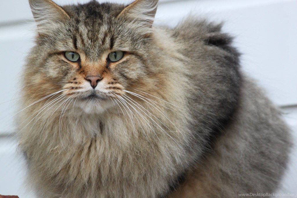 petsability's tweet image. Meet the Maine Coon - the worlds largest domestic cat breed. Maine Coons are big cats weighing 9 to 18 pounds &amp;amp; earning the title “gentle giants” and the “dogs of the cat world”. They are very very intelligent and friendly cats.
#CatsOfTwitter #catlovers #catloversclub