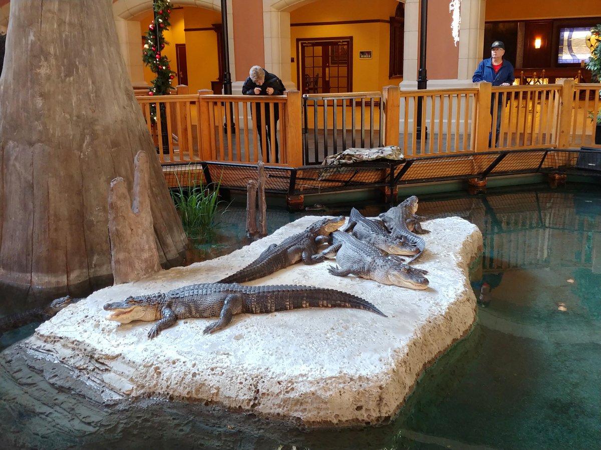 WG_LAF's tweet photo. Jessica attended the #SocietyofGovernmentMeetingProfessionals in Marksville, LA. The hotel provided a special meet-and-greet with Gators as guests were checking in (along with a swamp habitat with turtles and frogs). Everyone was feeling the bayou! #Networking #SharingIdeas https://t.co/vbCQD4Q5FK