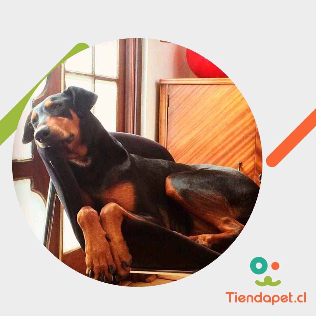 TiendaPet.cl tweet media