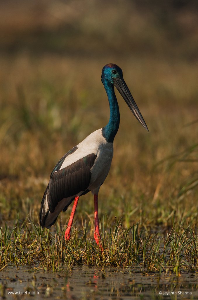 Jayanth_Sharma's tweet photo. Answer: Black-necked Stork. I love a lot of #birds. But the Black-necked Stork is a special specimen. By the way we have a photo tour to Bharatpur in February led by @Santigris: https://t.co/95DjelIKe8
------
#wildlifeplanet #ToeholdPhotoTravel #ToeholdContests https://t.co/sVYeBID95a