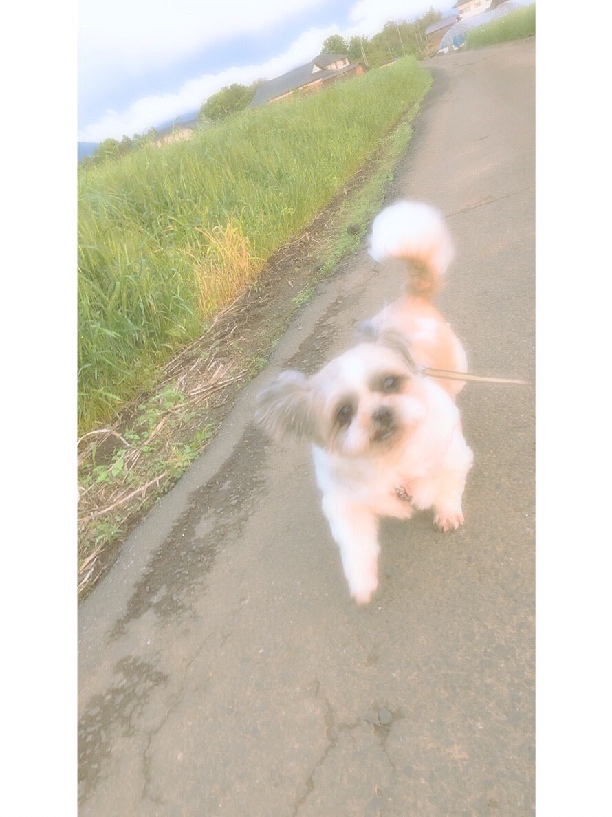 soccertoki0911's tweet photo. こんなにも忘れられない
いつもかえってくると玄関まで来てくれていたのがなくなって口笛吹くと走ってくるあの姿がいまだに忘れられない
ずっと一緒にいられると思ってた
14年間ほんとありがと
一生忘れられない思い出がたくさんあったよ
家にきてくれてありがと
ゆっくり休んでね https://t.co/2kUcvLYR8D