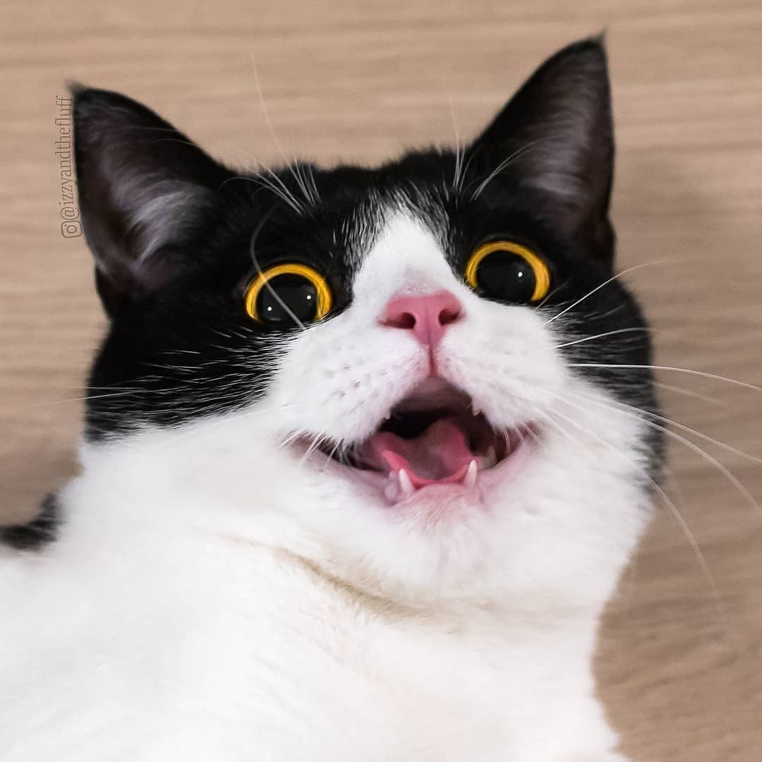 Эмоции кошек