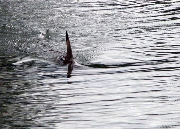 Delighted to be delivering the morning session of the <a href="/PKAVScharity/">PKAVS</a> Staff Development Day.  First story of the day will include a team, sharks and going toe-to-toe.  #interactions #humanconnection