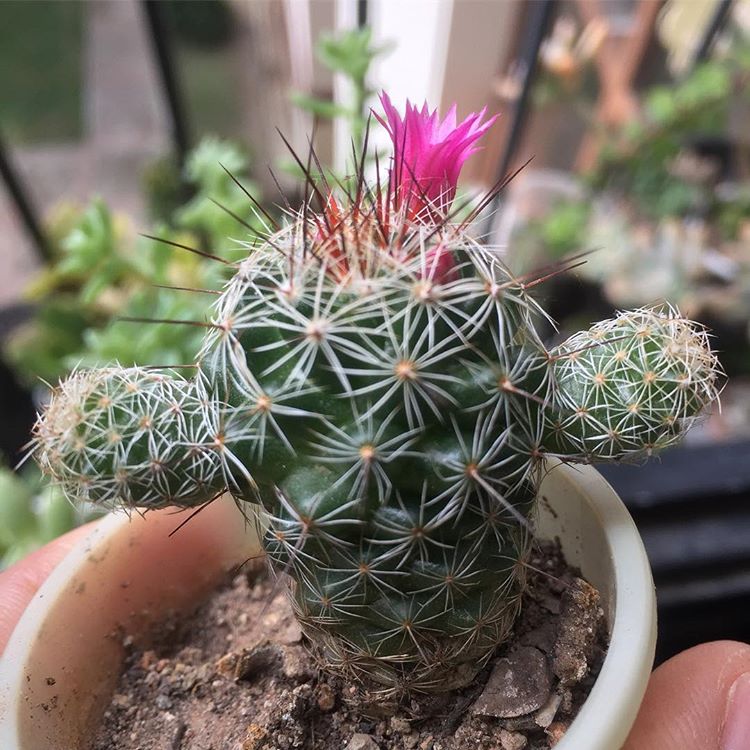 TusKactus's tweet photo. Hay que ser como los #Cactus ... adaptarse a cualquier momento, tiempo y circunstancia, ser FUERTE y aun así, nunca olvidarse de florecer ... 
descubre tu esencia, Crea, Innova, Emprende y desarrolla tu #MarcaPersonal  #iMnova #Emprendimiento #Resiliencia @GochaSuper https://t.co/cbr81aeRU5