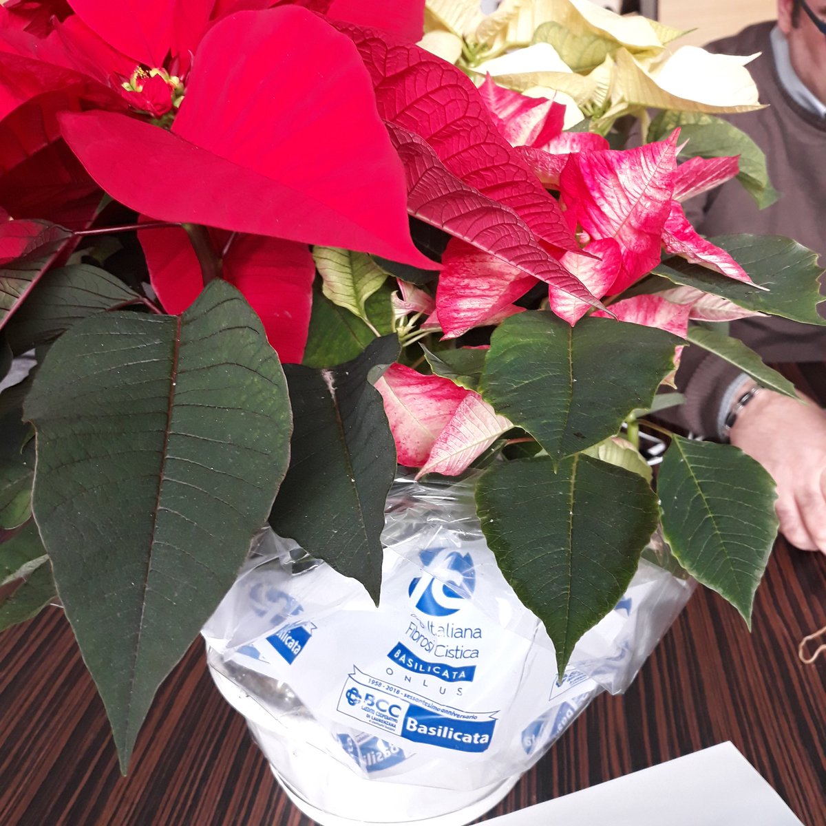 BccBasilicata's tweet photo. Oggi e domani @fibrosicistica nella filiale di Potenza, con il profumo del mirto e il colore della stella di Natale per sostenere una causa importante. #cisiamo https://t.co/XupByDIWzK