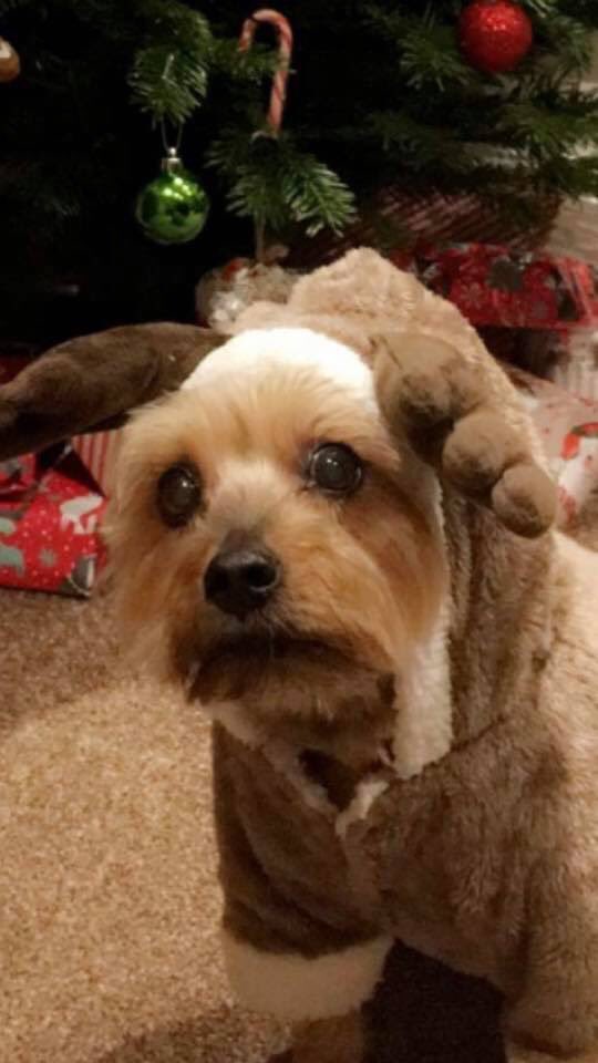 MrsHullhere's tweet photo. When you’re trying to get into the festive mood, but you’re also painfully aware of how much you have to do for work. #christmas #teacherlife #DogsofTwittter #yorkie #tistheseasontobestressed https://t.co/Vtb2vOKjo2