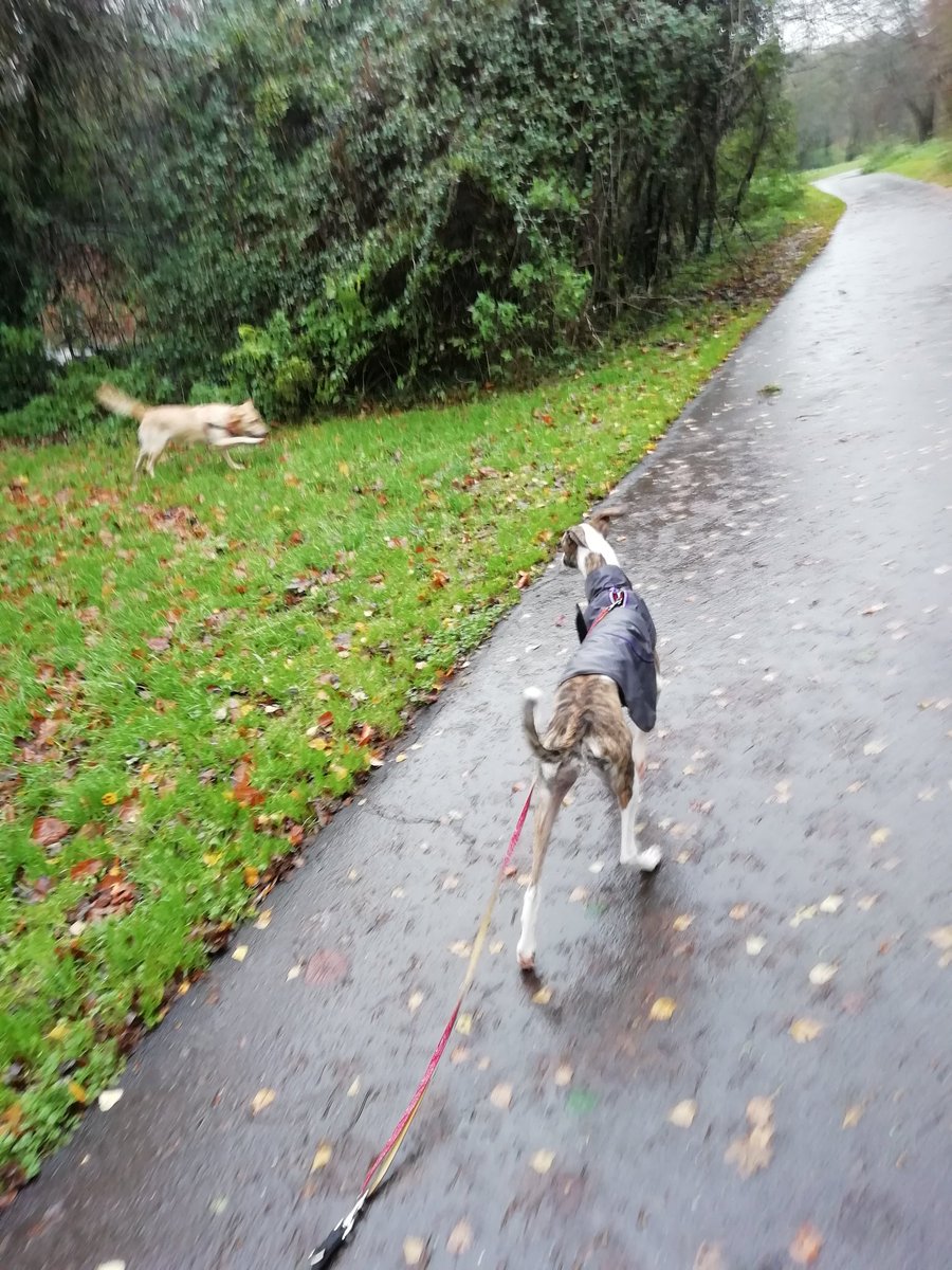 TailsCharmed's tweet image. Rainy walks with @TailsCharmed #dogwalk #dogwalkerfrome #dogwalking #dogboarding #doggydaycare #fromesomerset #fromeTown #dogsoffrome #DogsofTwittter