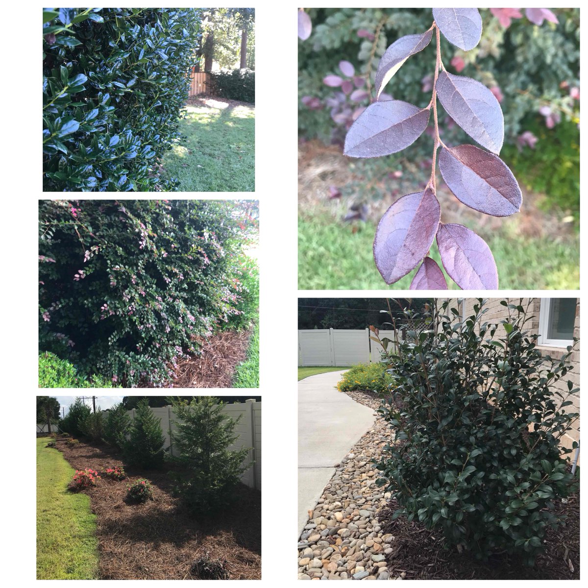 Another week of new yards to conquer! 💪🏼.  Your yard need some conquering?! Call us! 803.546.6163.                                                     #yardsbylancescape #plantsbylance #lanceplants #lancescapesc #bestlandscapingcompanyincolumbiasc