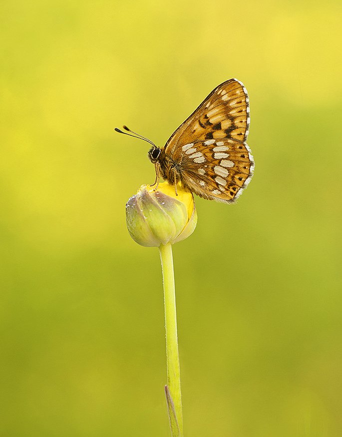 savebutterflies's tweet photo. It's #UKCharityWeek 2018 and our 50th Anniversary year here at Butterfly Conservation.
Find out how we've spent the past 5 decades saving not only butterflies and moths but the environment too. #BC50th
https://t.co/Z8s7PhNVaK https://t.co/6Awll3rBcf