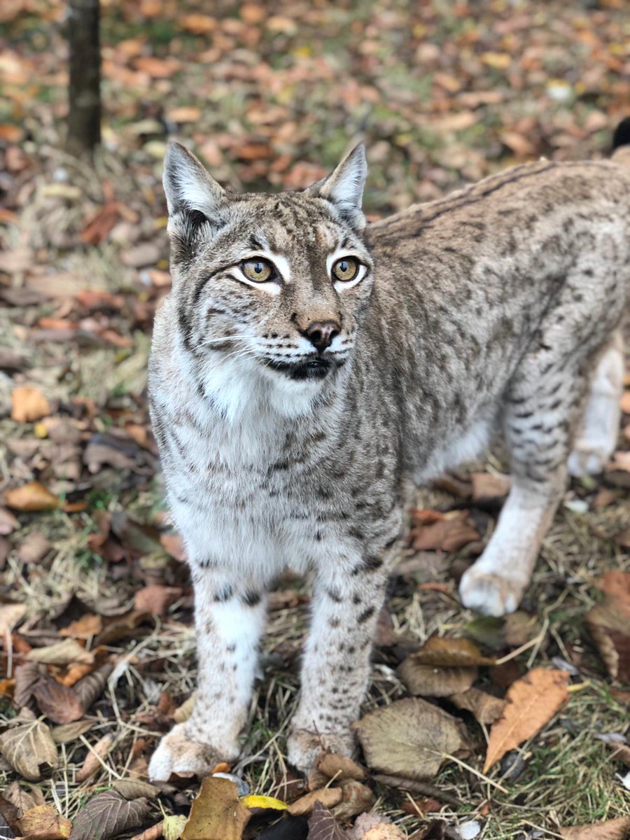 #BCSDidYouKnow The #EurasianLynx is a secretive creature, preferring to reside in dense forests full of hiding places & stalking opportunities.
Petra has been growing her thicker winter coat which transforms from terracotta in summer, to frosty grey in winter #CatFactMonday