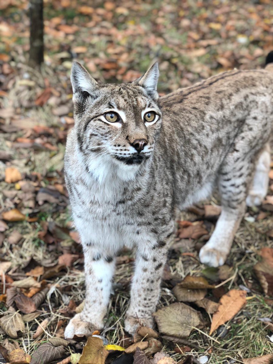 TheBigCatSanct's tweet photo. #BCSDidYouKnow The #EurasianLynx is a secretive creature, preferring to reside in dense forests full of hiding places & stalking opportunities.
Petra has been growing her thicker winter coat which transforms from terracotta in summer, to frosty grey in winter #CatFactMonday https://t.co/whNh1EyhDC