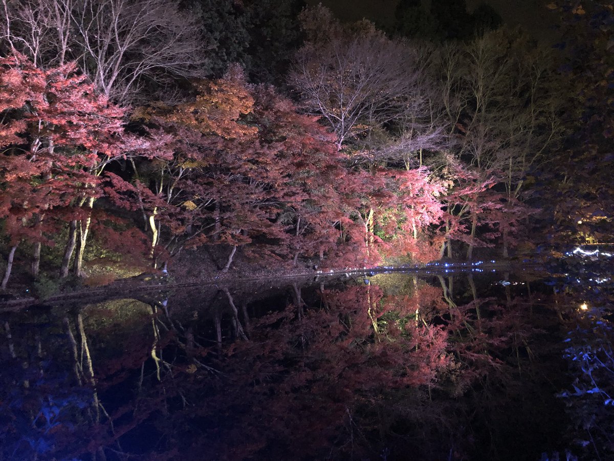 fogghaus's tweet photo. #Japanesegarden #psychedelic #garden #Japanese https://t.co/KXwQKnWsCC