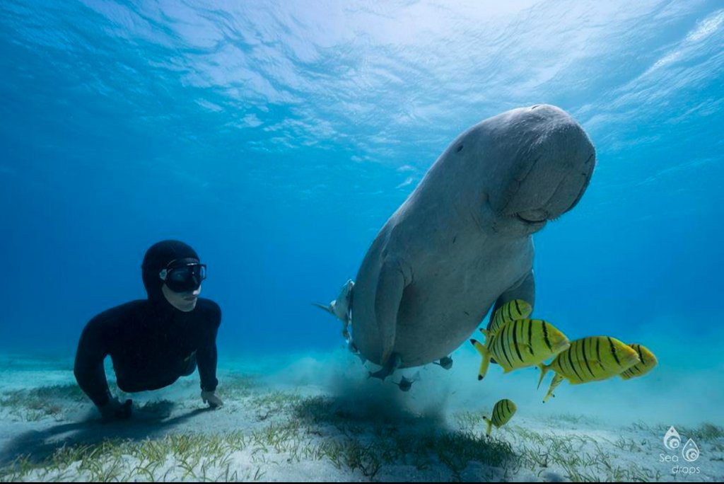 deeperblue's tweet photo. Making friends

Freediver @seadrops_photography
📷 @wendy.freediver https://t.co/KyARjBYUZG