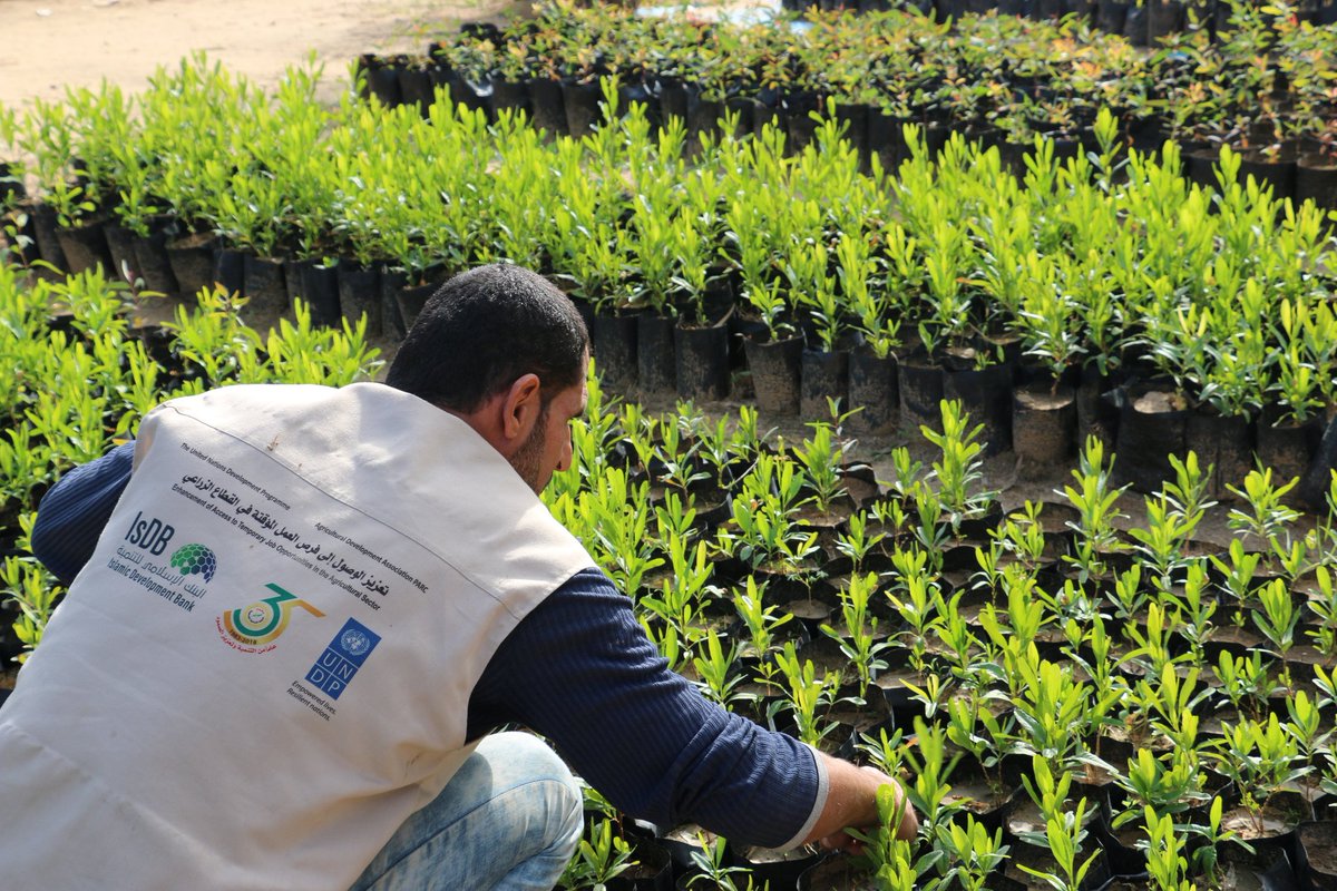 UNDPPalestinian's tweet photo. Visiting one of the #agricultural #jobcreation project sites in #Gaza. With funds from @isdb_group, Abu Mohammed trims one out of 10,000 ornamental trees to be planted in the #Gaza Strip 🌲🌳🌱
Reviving ecosystems, mitigating #climatechange and greening the land. 
#climate2020 https://t.co/1Axzzehmsp