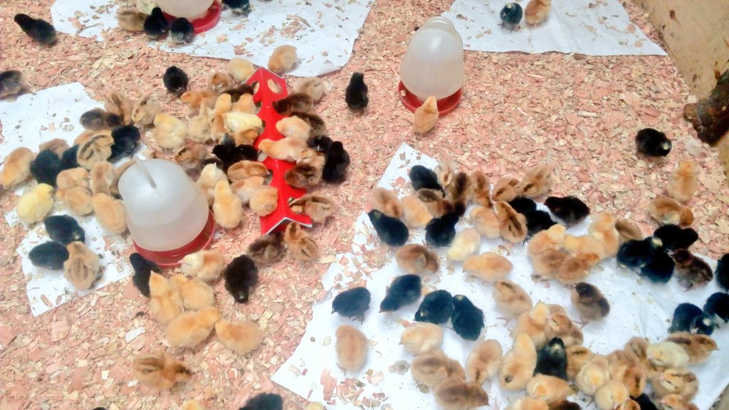 VincentTonui_'s tweet photo. Welcoming them to their new home..#poultrytimes
Prepare brooder b4 chicks arrival
Have in place chicken mash,chick start,brooding Jiko/bulb https://t.co/KzCstCHYb5
