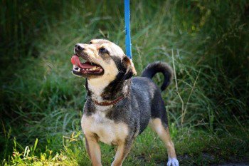 millypod1's tweet photo. DORI HOME SAFE. THANKS FOR RT's 😊🐕
Sighting of Dori today nr to Sainsburys
#Grimsby nr #Cleethorpes North East #Lincolnshire #DN32 https://t.co/qDLTcct2xC https://t.co/hRHUyHbirn
