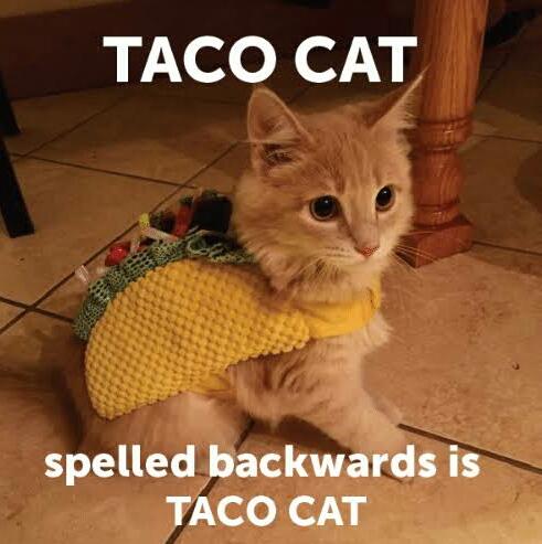 mactak95's tweet image. #TueadayThoughts #TacoTuesday