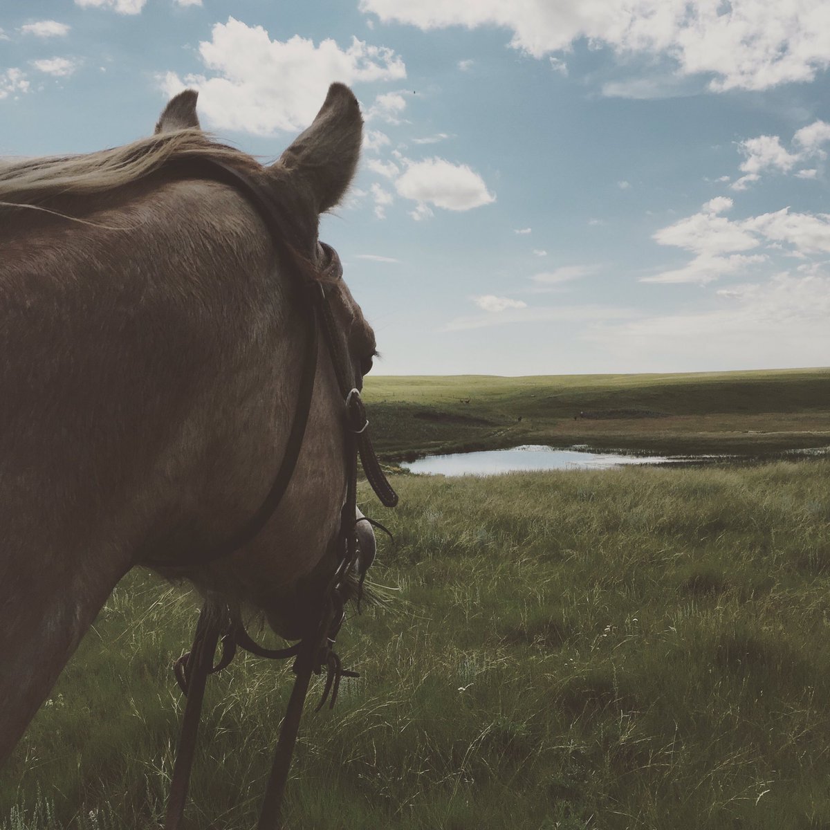 tara_m_davidson's tweet photo. Thanks to @BlueSkyCBC for taking my call during #prairieconservation segment. If I could better put my thoughts together...
1. Conservation is the cornerstone of ranching.
2. Ranching is not easy. It is sometimes unprofitable.
3. Ranching is a beautiful way of life. https://t.co/zDG3v5ITcT