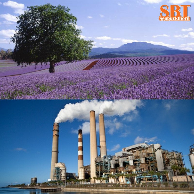 What kind of a plant do you want the ingredients in your products to come from? 

We utilize healing botanicals that have proven therapeutic history in all of our natural vegan products which support both your skin, health, &amp; the #environment Learn more @ sbtseabuckthorn.com