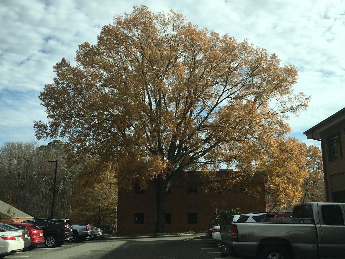 DesignResponse's tweet image. Preserving existing trees (particularly when at “homestead” level) provides a sense of enclosure and place.  #MidTownSquare #CaryNC