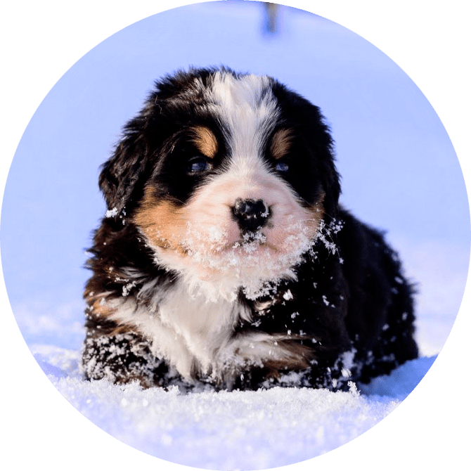 Perapopa's tweet photo. Top 10 Winter Skin and Paw Care Tips https://t.co/E52vBaZt9n https://t.co/uez3JhmxPK
