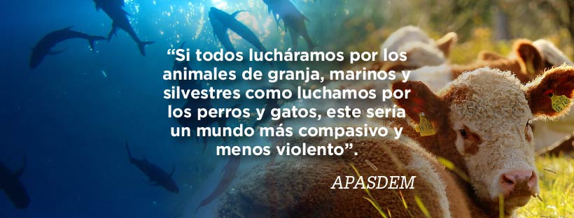 APASDEM's tweet photo. #FelizLunes #TodaVidaImporta #APASDEM https://t.co/lp1SG5cWEb