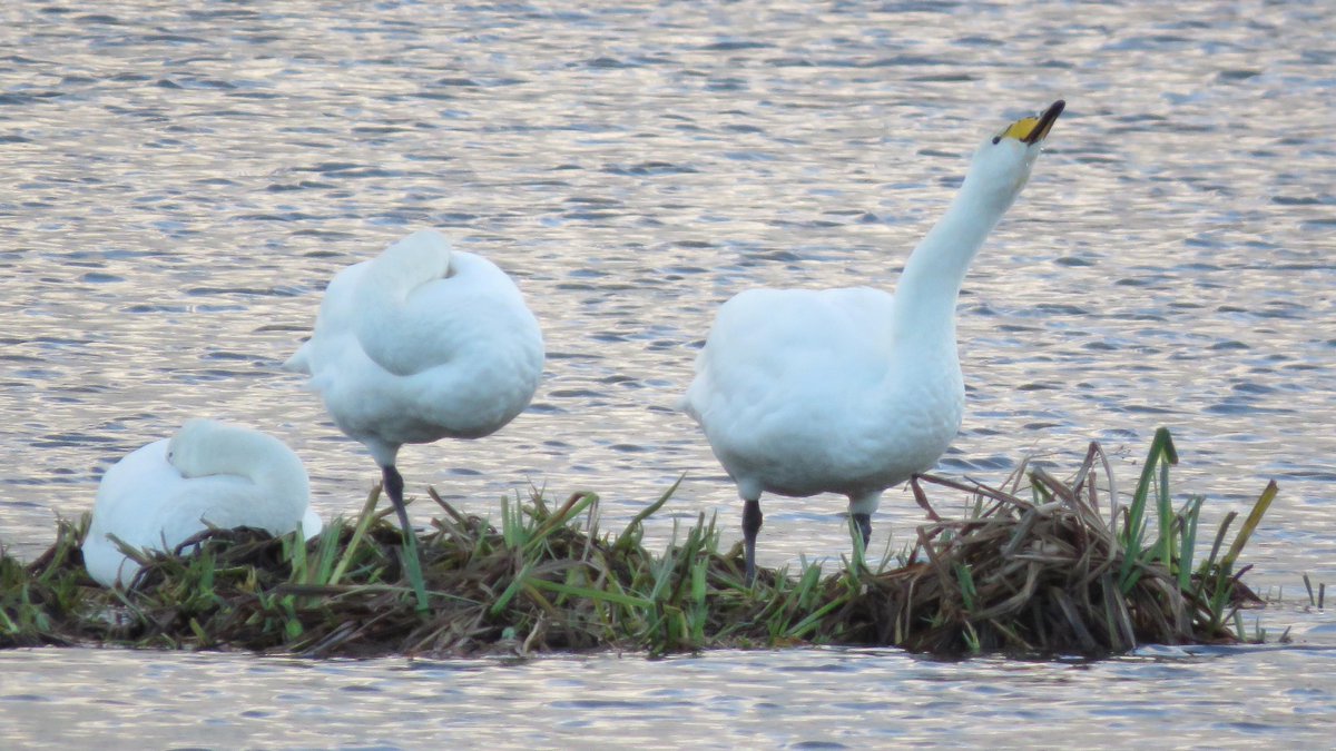 rotaryppphil's tweet photo. Four Whoopers &amp; two Bewicks on Brandon east marsh today.  Very peaceful! https://t.co/FXhJ5Ypi5P