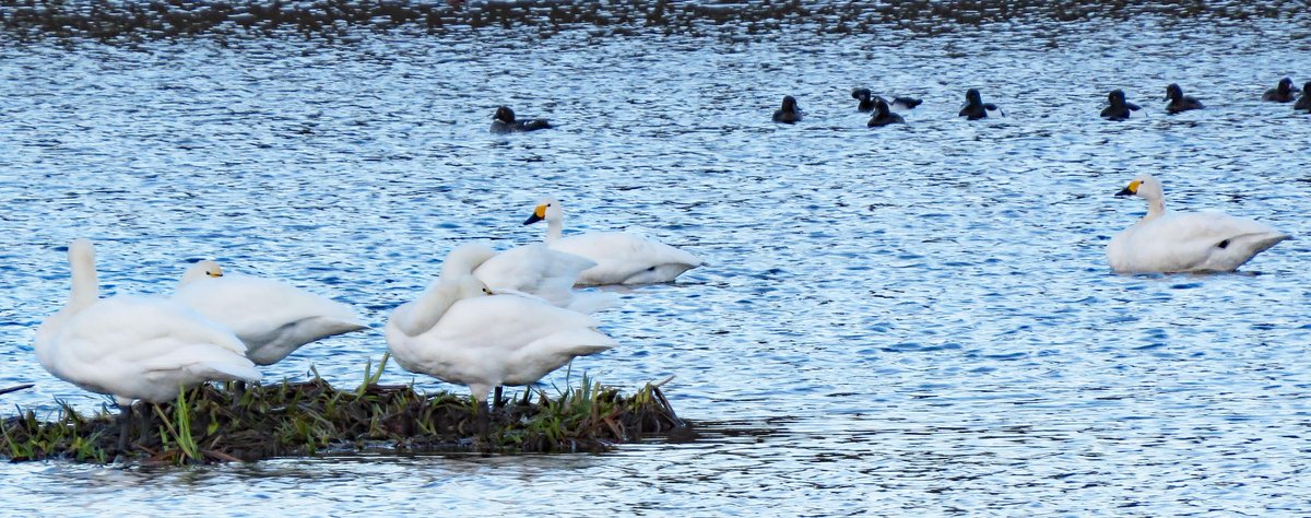 rotaryppphil's tweet photo. Four Whoopers &amp; two Bewicks on Brandon east marsh today.  Very peaceful! https://t.co/FXhJ5Ypi5P