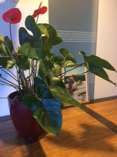 Bas is dichtbij tweet media