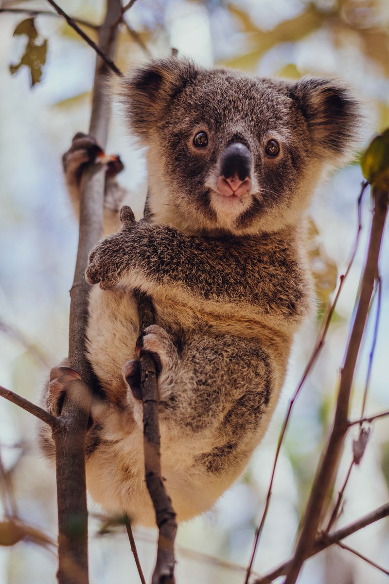 clarimonsk8's tweet photo. tuve la suerte de ver y fotografiar canguros y koalas salvajes en total libertad pero sobre todo un bebe koala a un palmo de mi rarisimo de ver https://t.co/b66KLoas2B