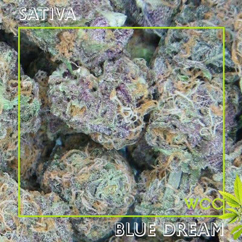 WCC25Cap's tweet photo. Aren't these nugs dreamy!
••••••••••••••••••••••
Follow Whittier Care Center for quality 📲
••••••••••••••••••••••
#WhittierCareCenter #BlueDream #Sativa https://t.co/3JWJvIvBs3