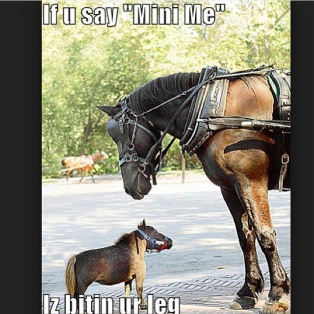 The Horse Barn Store On Twitter Do You Love Horses You Must