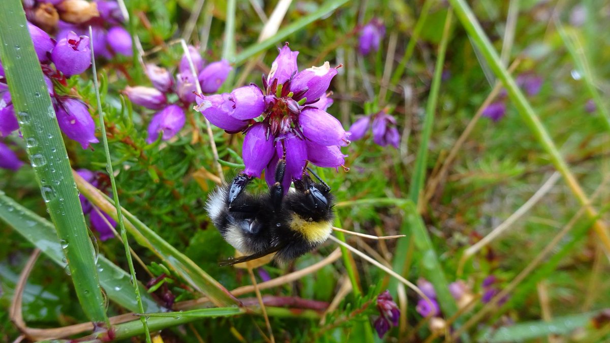 ollybiology's tweet photo. Long tongued bees specialise in foraging on long, conical flowers, and short tongued bees are more general in their tastes. However, the short tongued ones can rob the flowers they can't pollinate by biting through to their nectar tubes. Now that's just rude... #2018EBE https://t.co/U5La9j2EIa