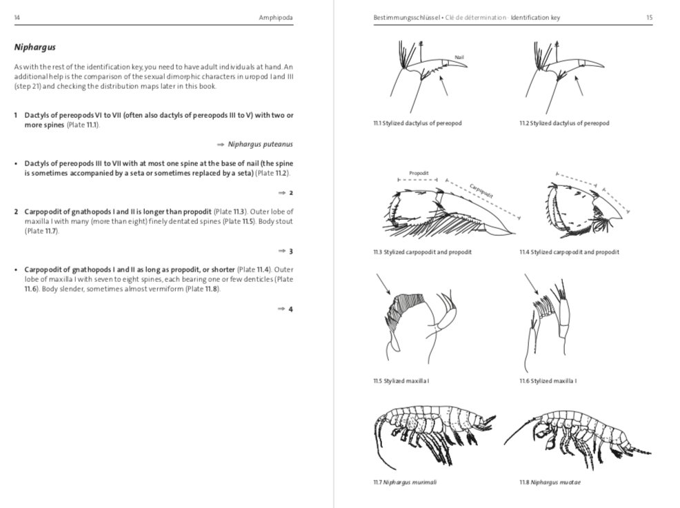 altermatt_lab's tweet photo. #Book announcement: In spring 2019, the first ever monograph on #amphipods of #Switzerland will be published, information/order now at reduced price: https://t.co/50HBMdat2S  #identificationkey, #distributionmap #ecology #biodiversity #Gammarus #Niphargus https://t.co/r0YV50zHHQ