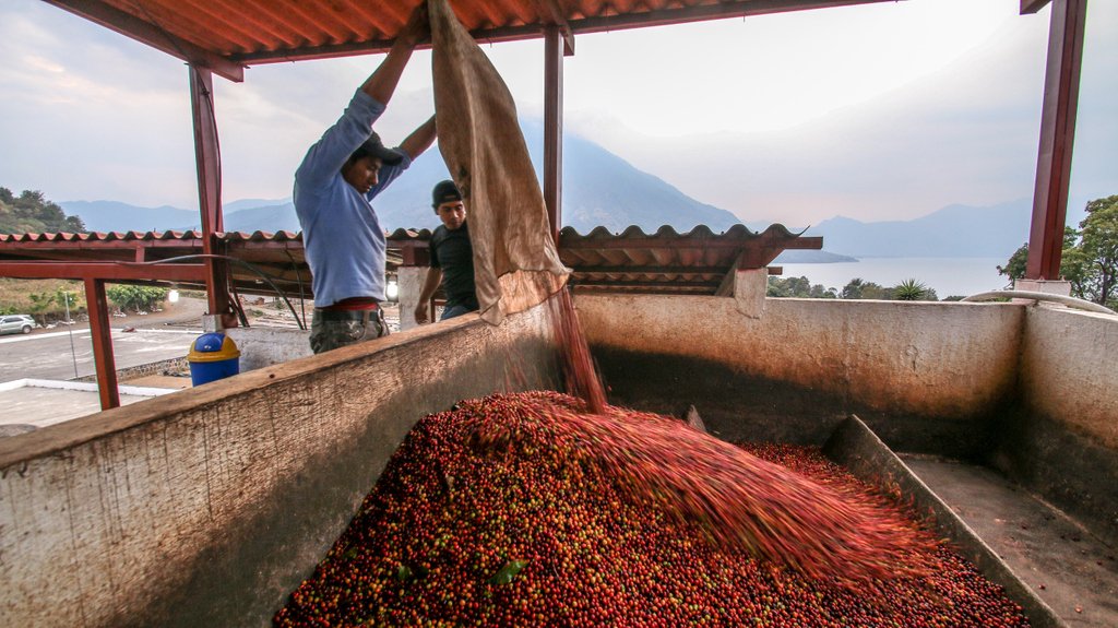 labodegacoffee's tweet photo. Atitlan is not as famous as the coffee-growing region of Huehuetenango, Guatemala, but it also has one of our favorite profiles: Sweet with fruit acidity and a smooth mouthfeel, loads of toffee, lemon, chocolate, and grape flavors. (B12285 - Guatemala - Organic Atitlan) https://t.co/d2h39b6tNL