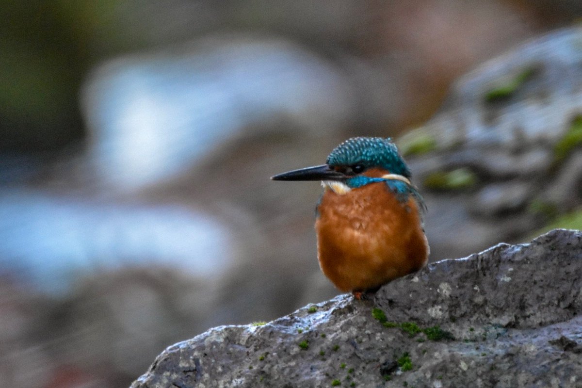 diggums's tweet photo. Well camouflaged and well fed. #rbgenature #alcedoathhis #edinburgh #kingfisher https://t.co/oLn1dIbqlC