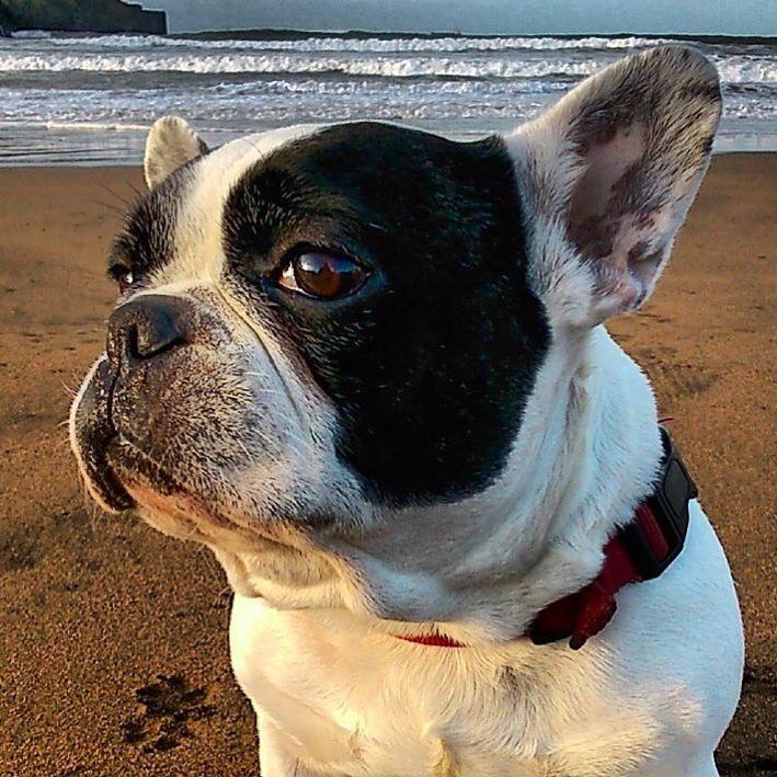 Álex Escobar tweet media